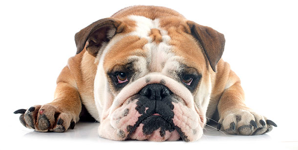 Sad bulldog - stress management help